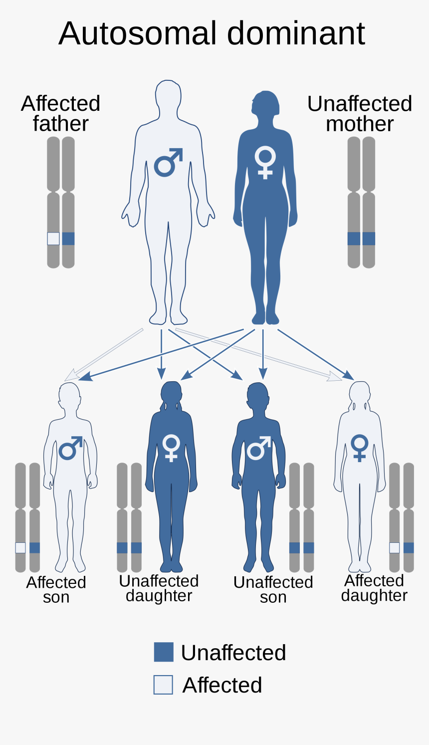 Autosomal Dominant, HD Png Download, Free Download