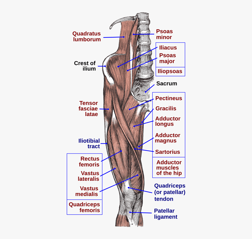 Iliopsoas - Musculo Tensor De La Fascia Lata, HD Png Download, Free Download