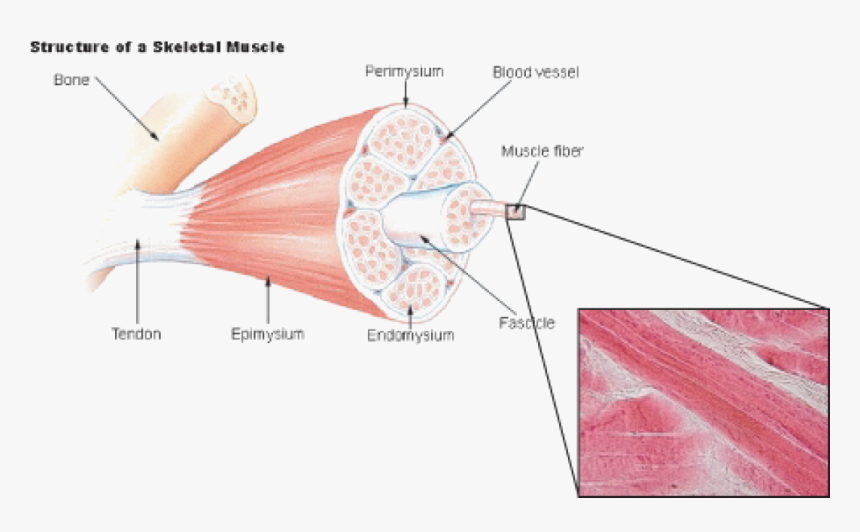 Skeletal Muscle Labeled, HD Png Download, Free Download