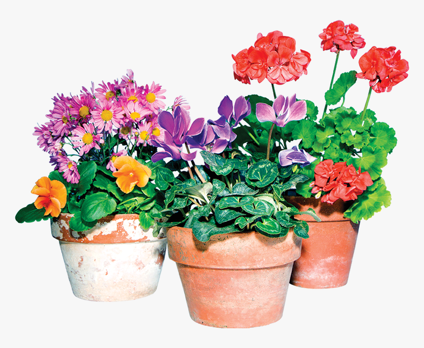 Transparent Potted Flowers Png - Potting Plants Flowers Png, Png Download, Free Download