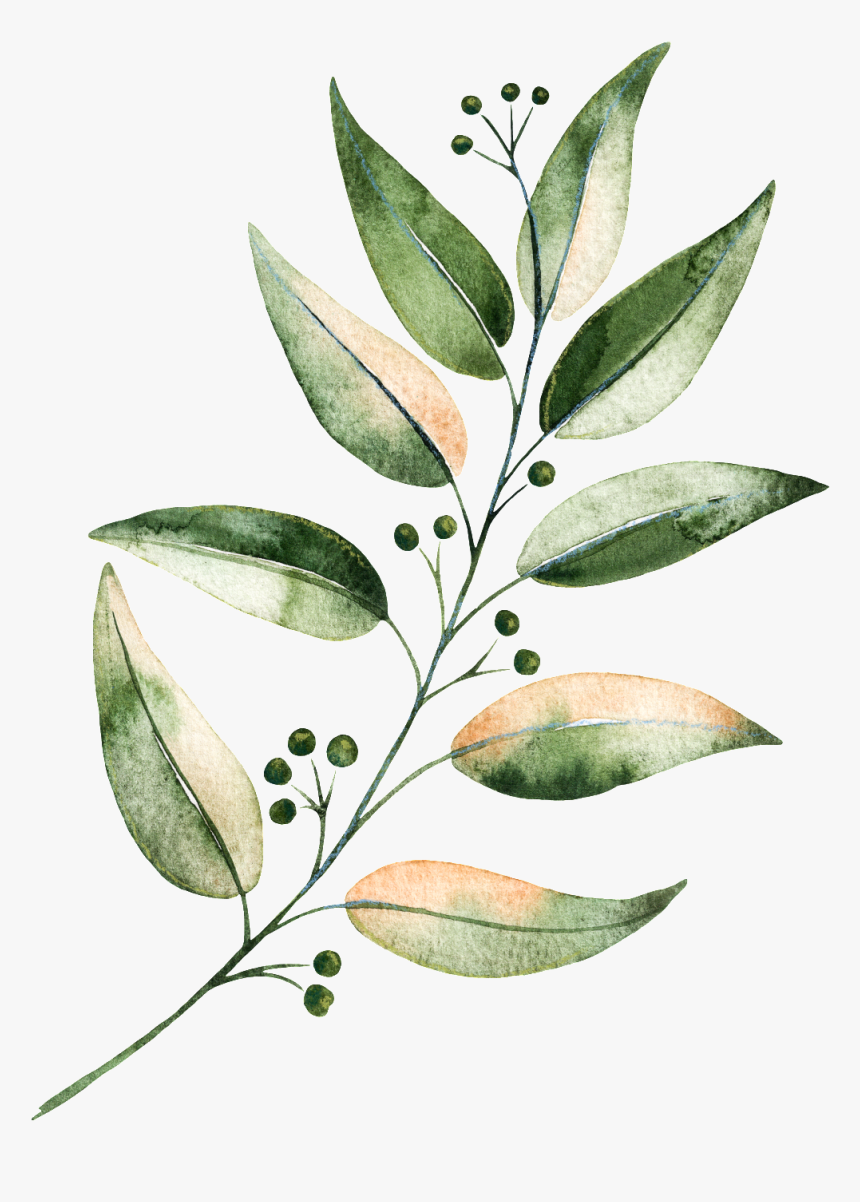 Hand Painted Green Plants - Perennial Plant, HD Png Download, Free Download