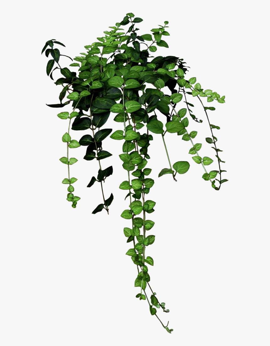 Transparent Broken Wrist Clipart - Aesthetic Plant Png, Png Download, Free Download