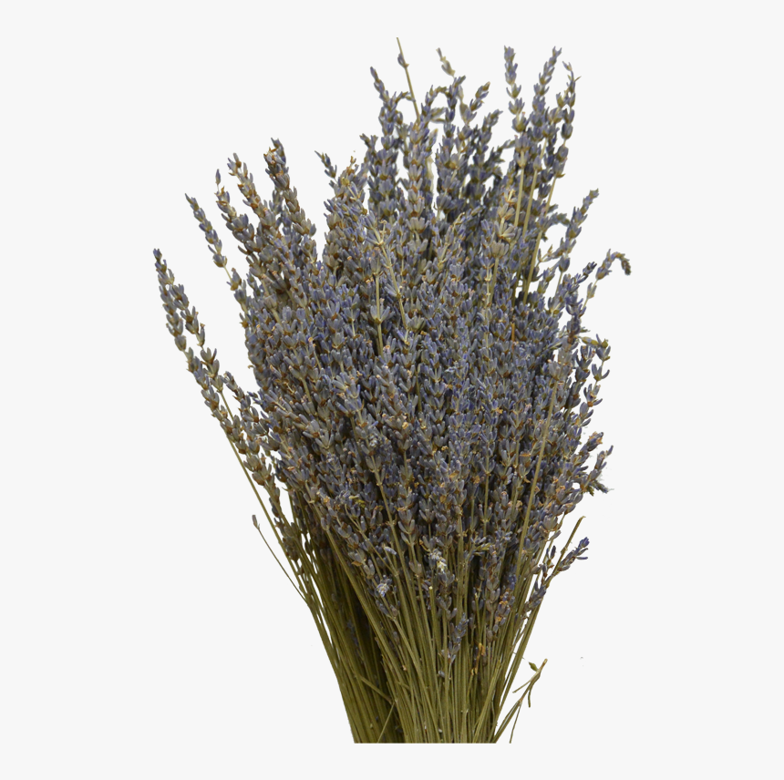 Lavender Flower Png - Flower, Transparent Png, Free Download