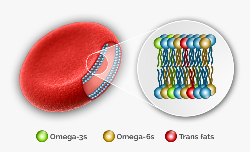 Transparent Red Blood Cells Png - Omega 3 And Cell, Png Download, Free Download