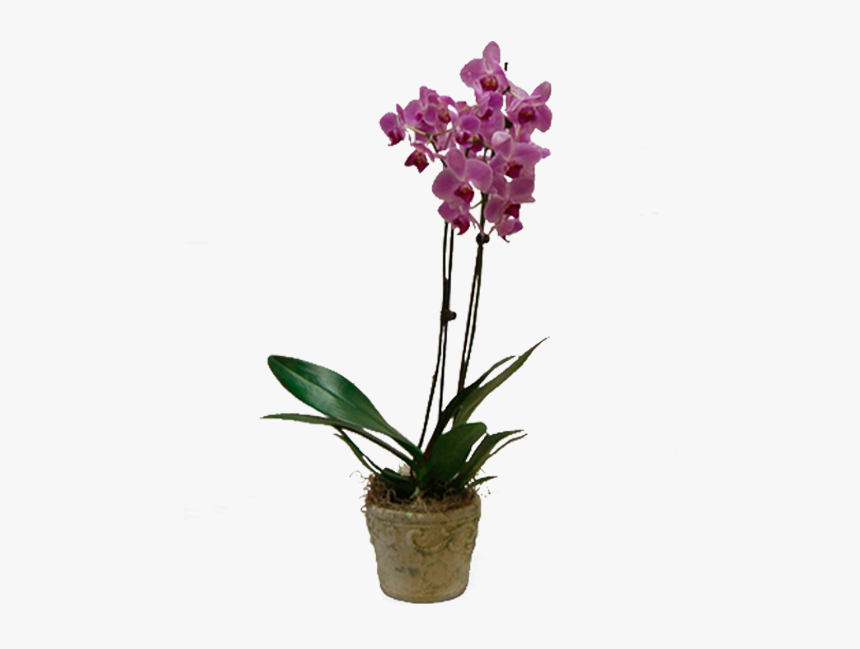 Phalaenopsis Equestris, HD Png Download, Free Download