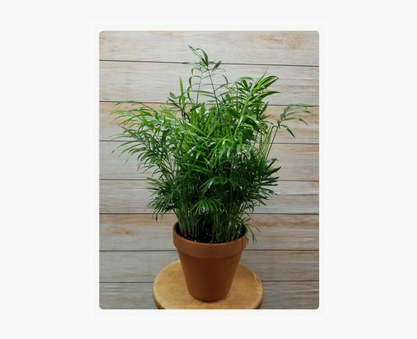 Flowerpot, HD Png Download, Free Download