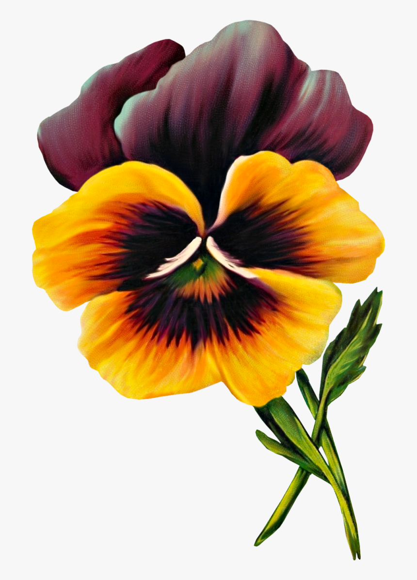 Free Vintage Pansy Graphic - Drawing Pansy Viola Flower, HD Png Download, Free Download
