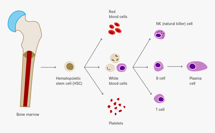 Haematopoiesis, HD Png Download, Free Download