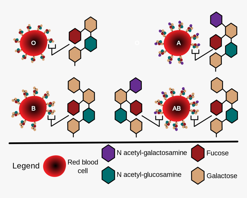 Abo Blood Group Glycosylation, HD Png Download, Free Download