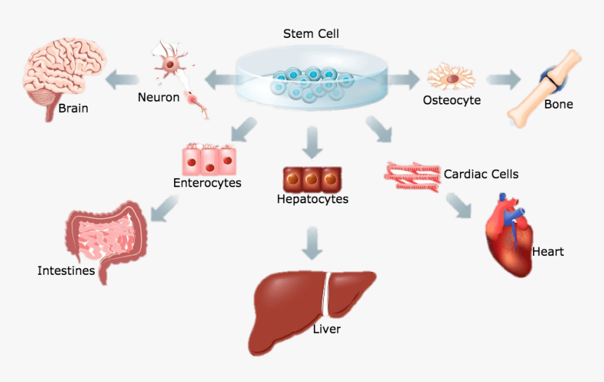 Stem Cells Adult, HD Png Download, Free Download