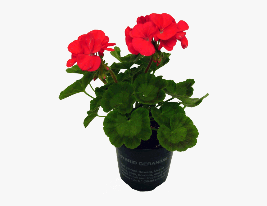 Potted Annuals - Flowerpot, HD Png Download, Free Download