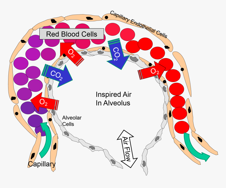 Red Blood Cell In Alveoli, HD Png Download, Free Download