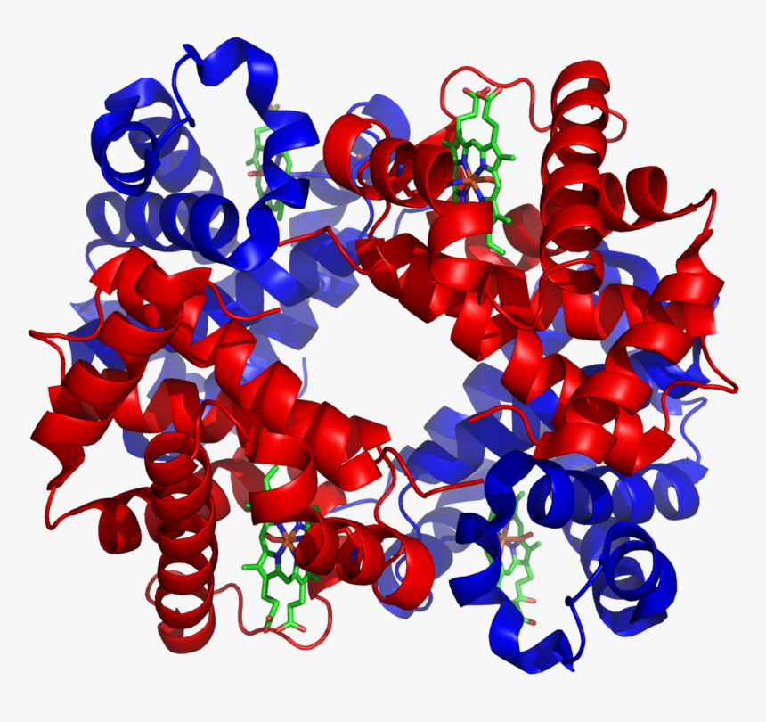 Hemoglobin - Protein With Alpha Helix And Beta Sheet, HD Png Download, Free Download