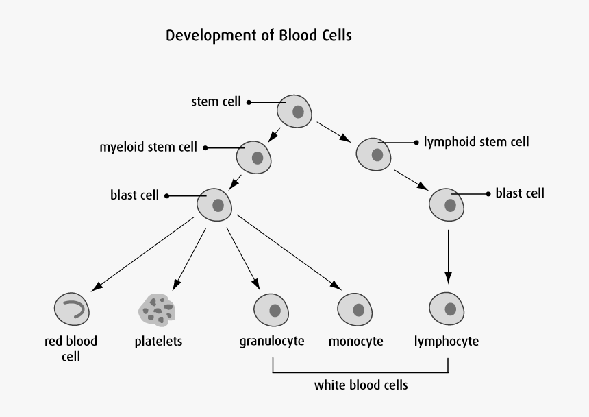 Acute Leukemia Types, HD Png Download, Free Download