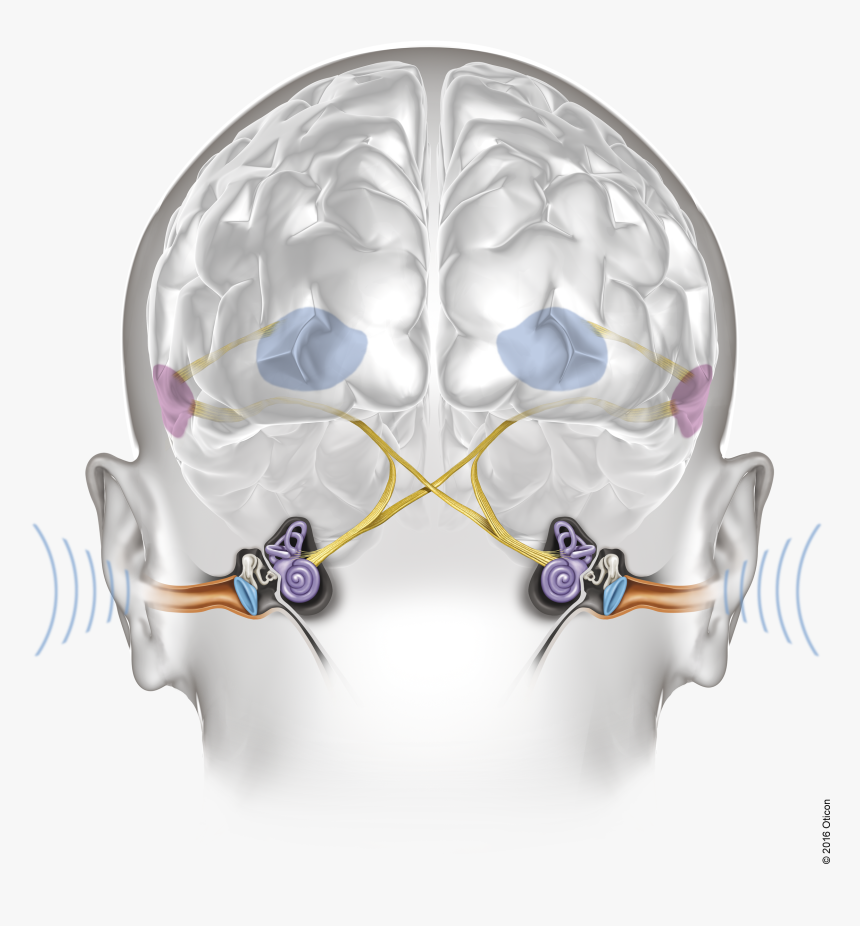 Oticon Velox Ears Brain Brainhearing Illustration Light - Verbinding Oor Met Hersenen, HD Png Download, Free Download
