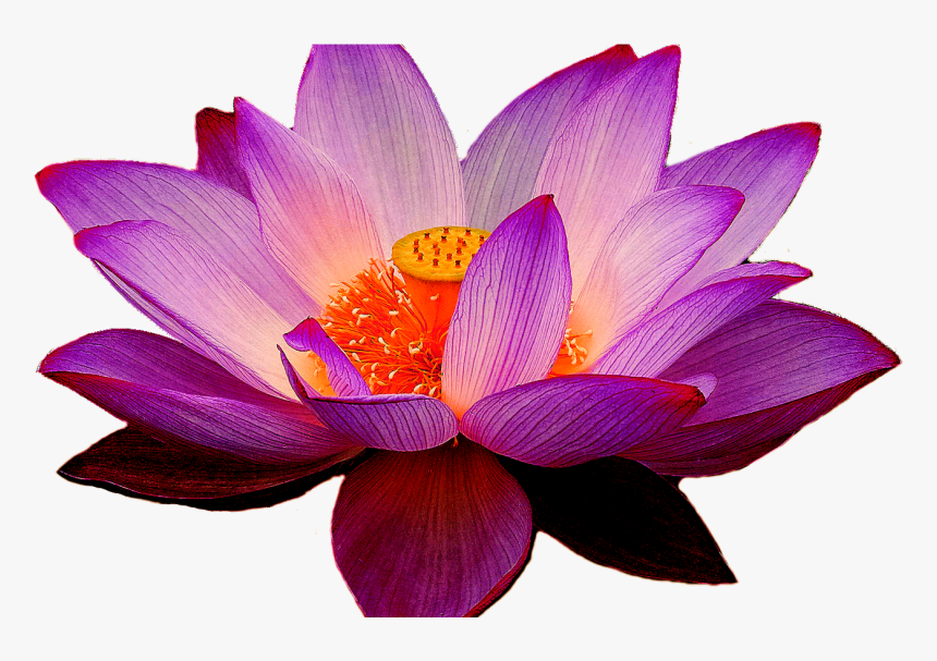 Hawaiian Flower Clipart Clipart & Vector Design - Transparent Purple Lotus Flower, HD Png Download, Free Download