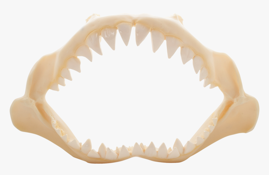 Shark Jaw Polyresin 10" - Shark Jaw Bone Png, Transparent Png, Free Download