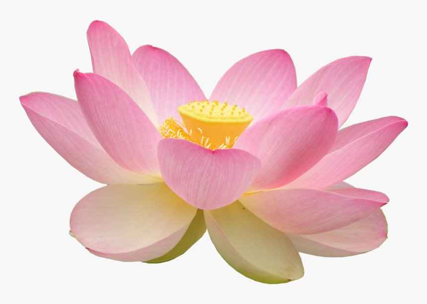 Buddhism Lotus Flower Png, Transparent Png, Free Download