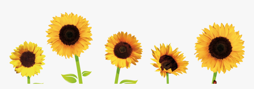 Good Morning Sunny Day , Transparent Cartoons - Clipart Transparent Background Sunflower, HD Png Download - kindpng Good Morning Sunny Day , Transparent Cartoons - Clipart Transparent Background Sunflower, HD Png Download - kindpng