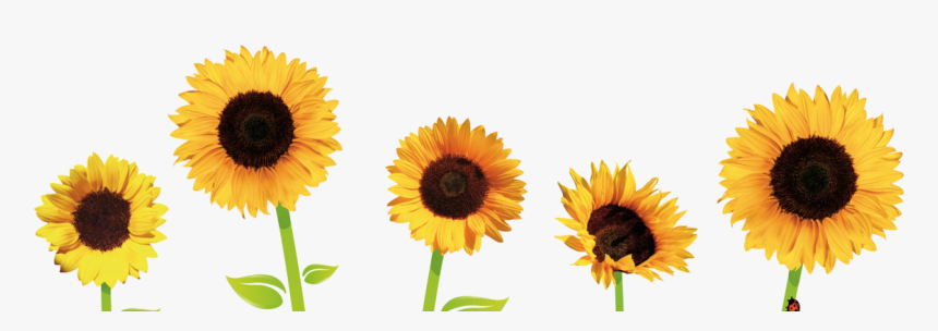 Good Morning Sunny Day , Transparent Cartoons - Clipart Transparent Background Sunflower, HD Png Download, Free Download