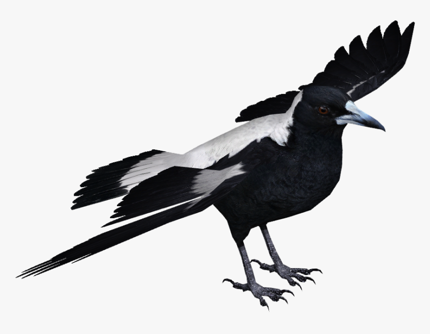 Transparent Feather - Magpie Png, Png Download, Free Download