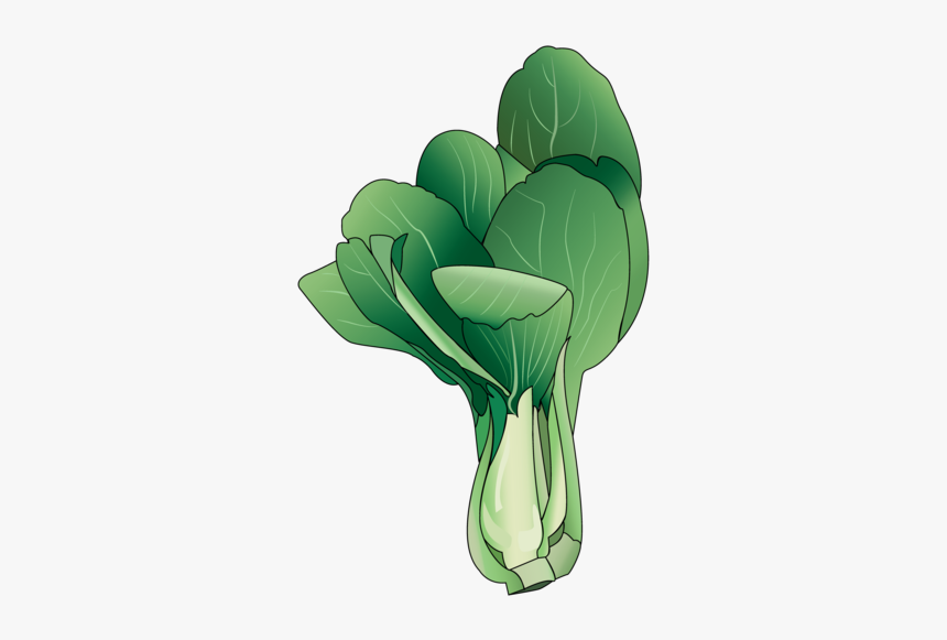 Cartoon Bok Choy Picture Of Pechay, HD Png Download, Free Download