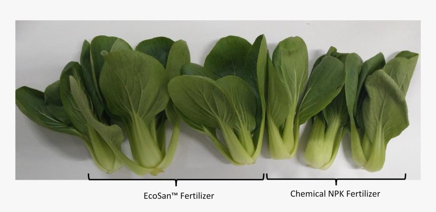 Transparent Bok Choy Png - Tatsoi, Png Download, Free Download