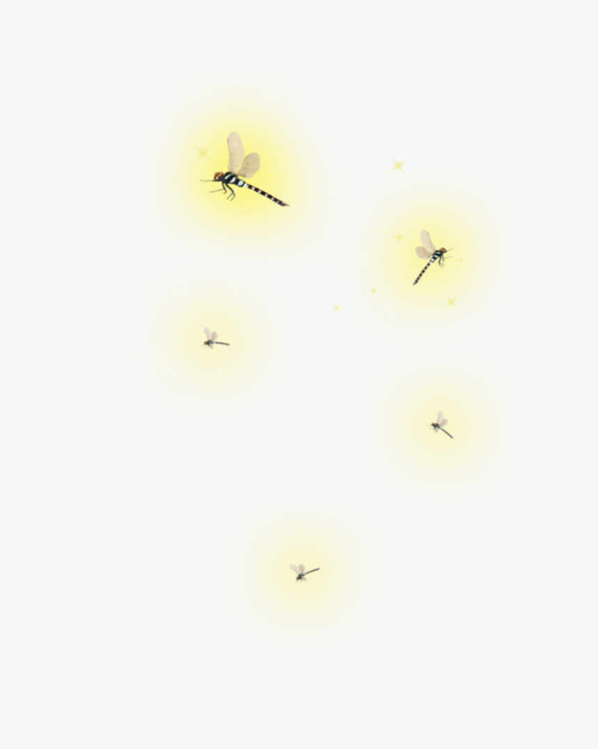 #edits #lightningbug #firefly #art #stickers - Fly, HD Png Download, Free Download