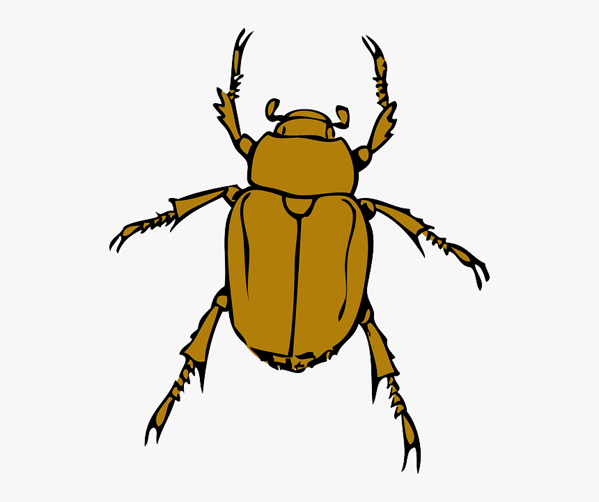 Transparent Lightning Bugs Clipart - Bug Clipart, HD Png Download, Free Download