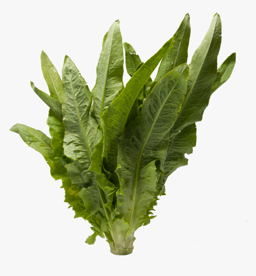 A Choy Chinese Vegetable - Mustard Greens, HD Png Download, Free Download