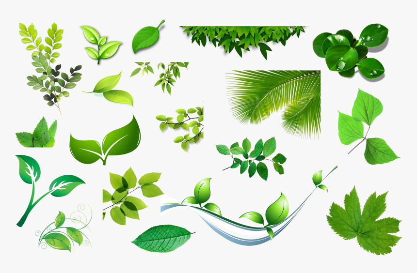 Leaf Clip Art - Leaves, HD Png Download, Free Download