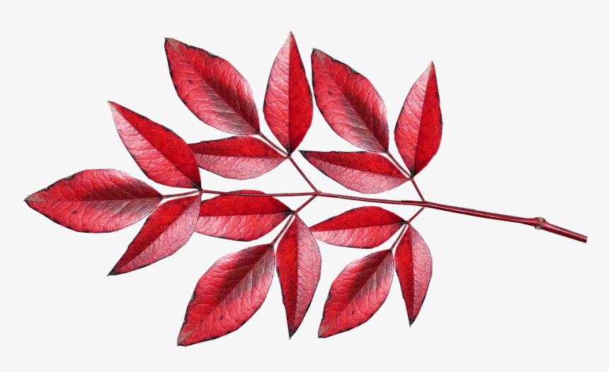 Leaves, Bamboo, Nandina, Cut Out, Isolated, Red, Autumn, HD Png Download, Free Download