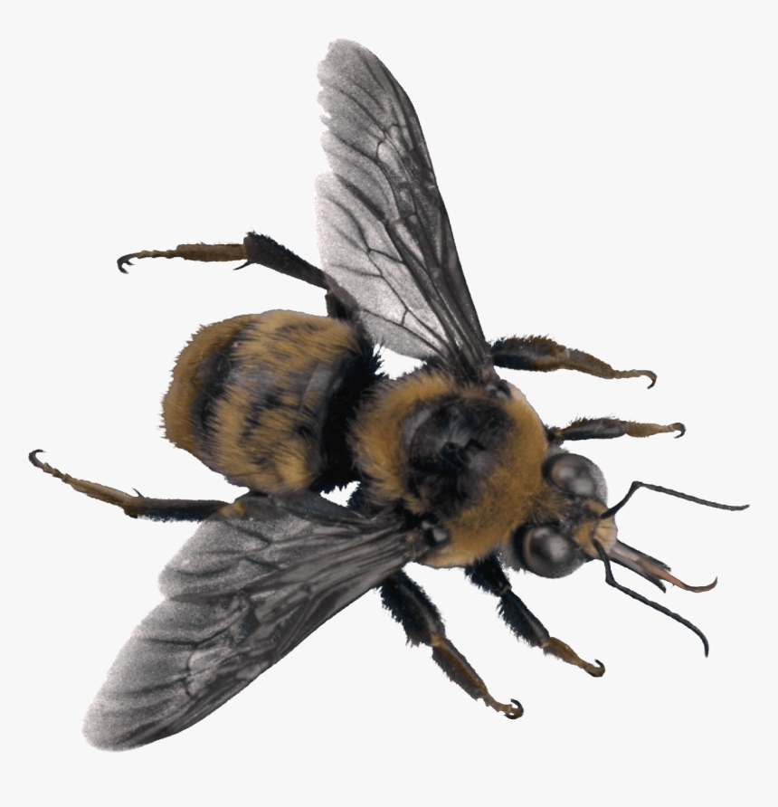 Bee Top - Sweat Bee Transparent Background, HD Png Download, Free Download