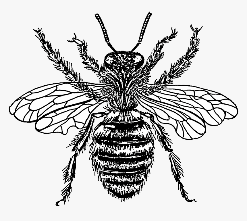 Transparent Bee Transparent Png - Transparent Background Vintage Bee Clipart, Png Download, Free Download