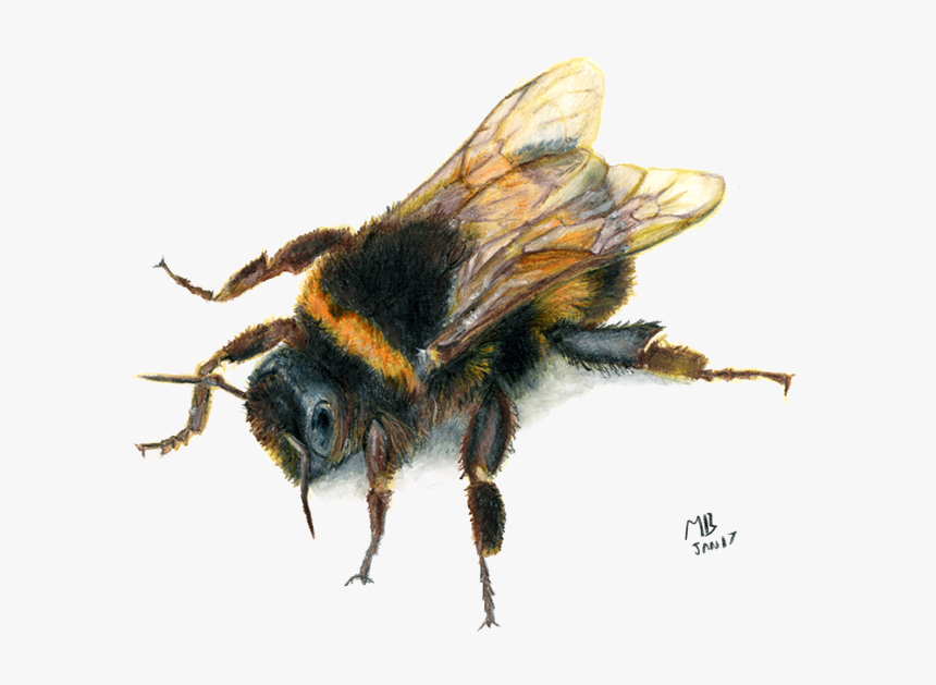 Bee, Watercolour Pencil Drawing - Druid Circle Of The Swarm, HD Png Download, Free Download