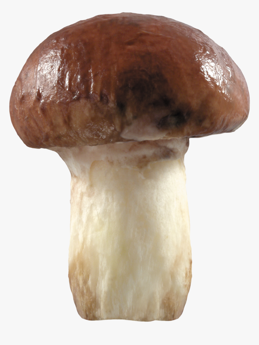 Brown Mushroom Png, Transparent Png, Free Download