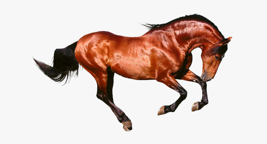 Horse Seal Brown Google Images Download - Horse Png Running, Transparent Png, Free Download