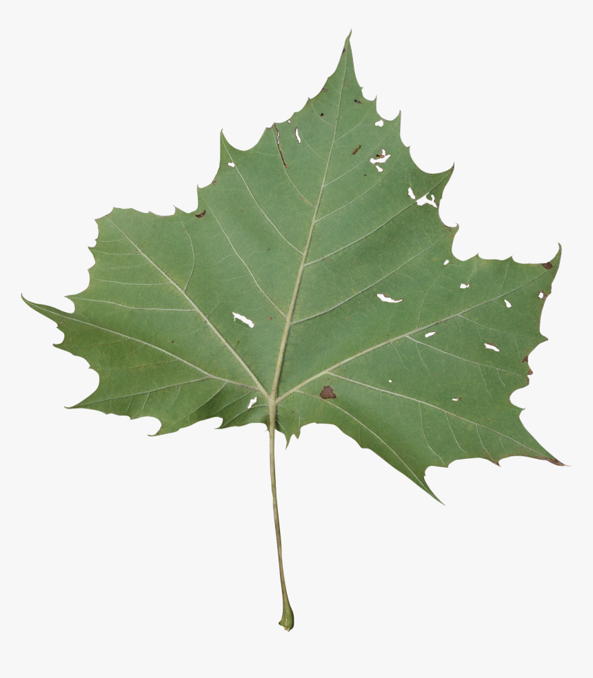 Maple Leaf, HD Png Download, Free Download