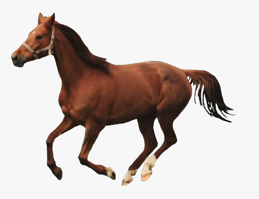 #freetoedit #running #horse #petsandanimals #brown - Sorrel, HD Png Download, Free Download