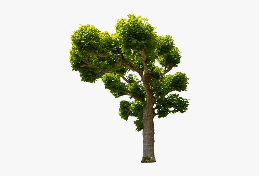 Nature, Tree, Sycamore, Isolated, Isolated Tree, Leaves - Oak, HD Png Download, Free Download