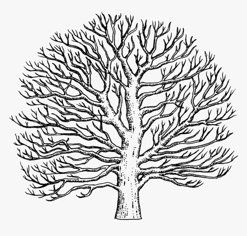 Line Sycamore Tree Only - Line Art Sycamore Tree, HD Png Download, Free Download