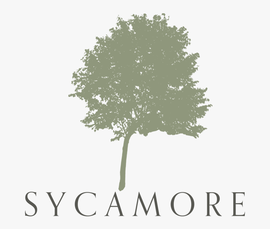 Sycamore V2-01 - Shrub Small Tree For Photoshop, HD Png Download, Free Download