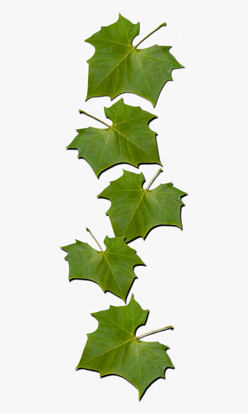 Vitis, HD Png Download, Free Download