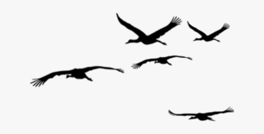 #ftestickers #birds #flock #silhouette - Flock, HD Png Download, Free Download