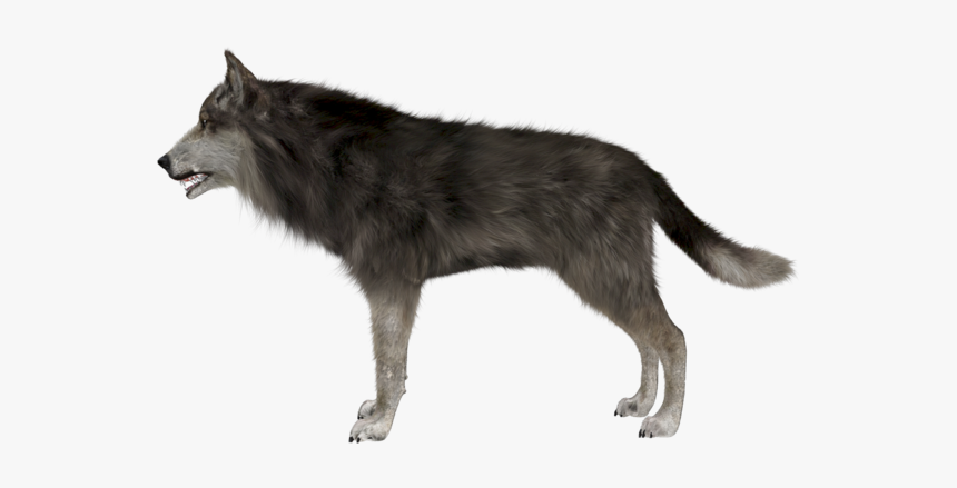 Pluspng Pluspng - Com Wolf-side - Side Image Of Wolf, Transparent Png, Free Download