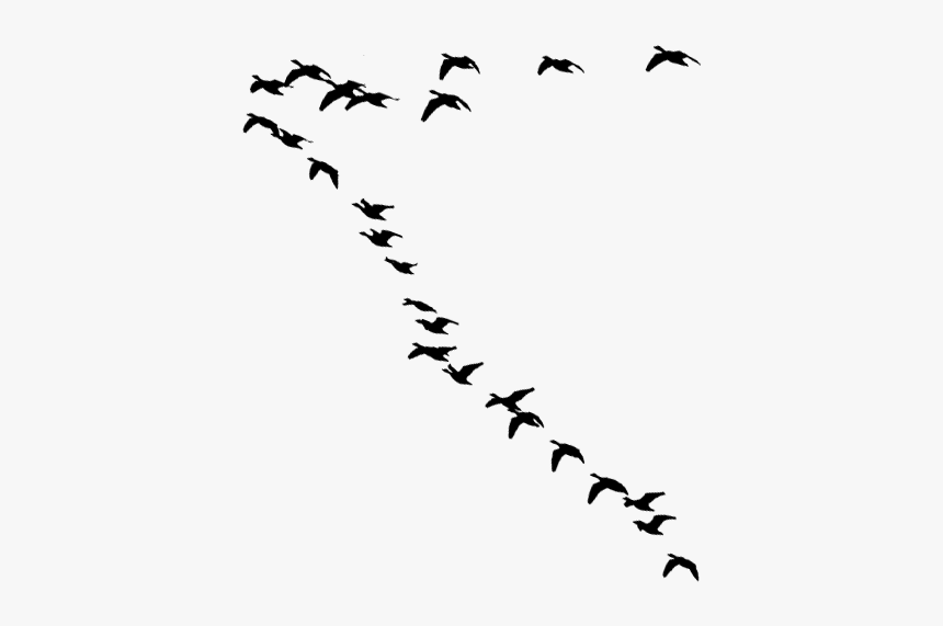 Flock Of Birds Silhouette - Flock, HD Png Download, Free Download