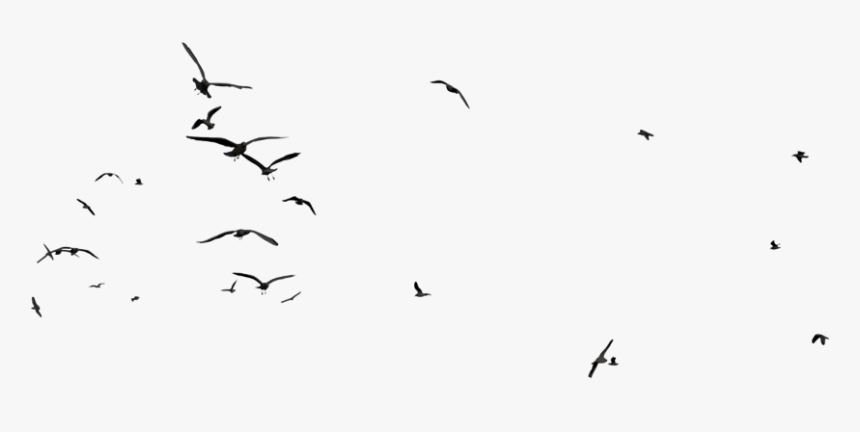 #ftestickers #birds #silhouette #flock#bird #animal - Flock, HD Png Download, Free Download