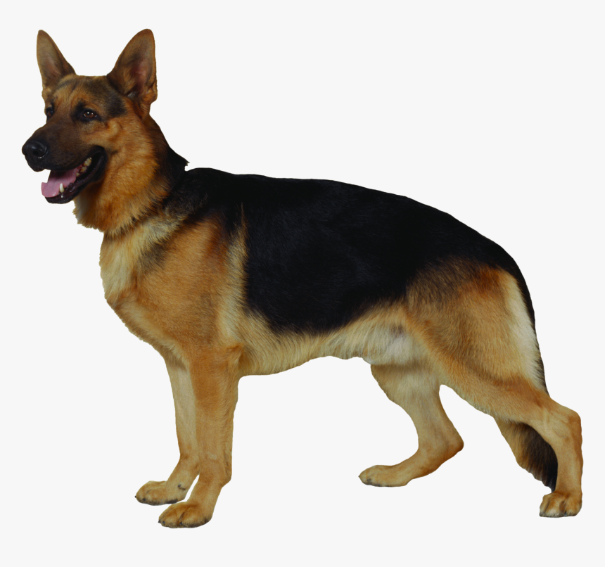 German Shepherd Png - Овчарка Пнг, Transparent Png, Free Download