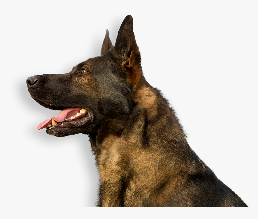 German Shepherd Profile Png, Transparent Png, Free Download