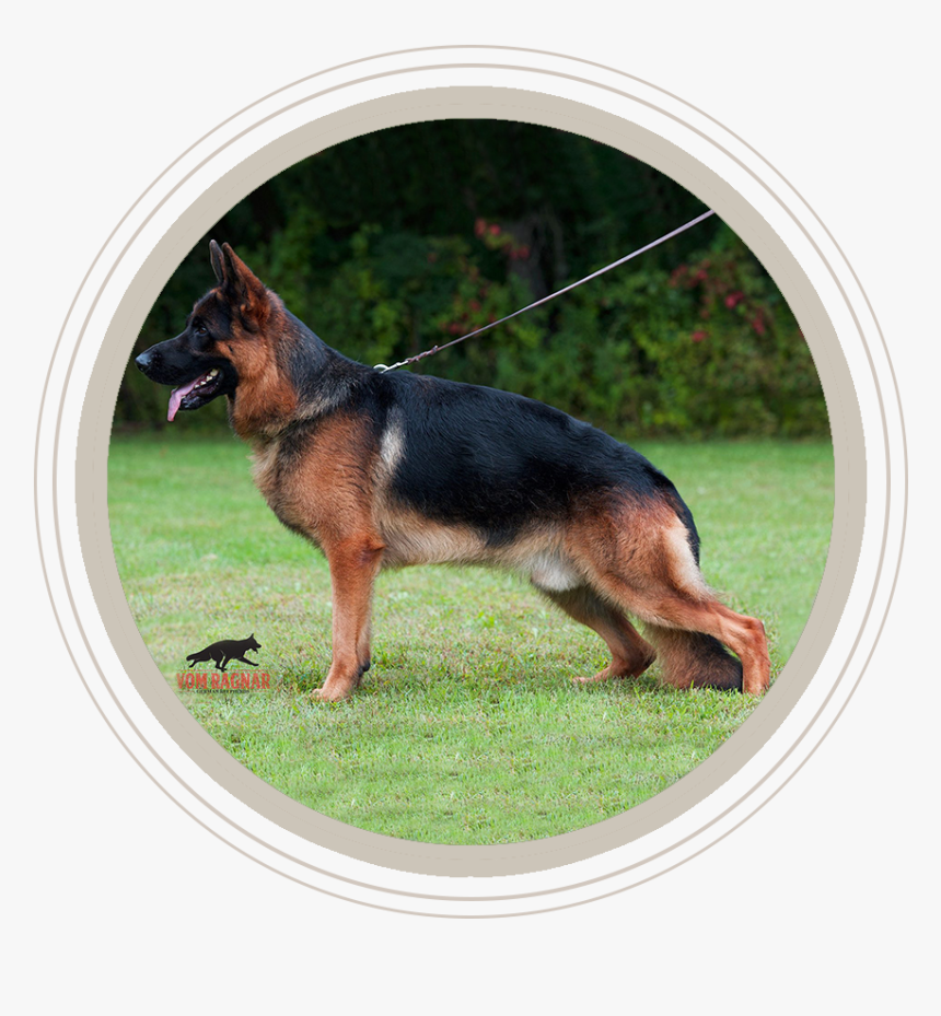 German Shepherd Dog, HD Png Download, Free Download